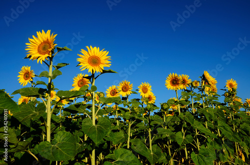 Sunflowers fields and blue sky, France