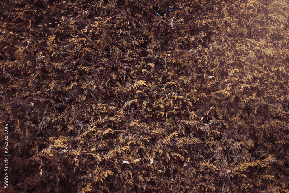 Cypress tree background wall. Autumn dry leaves Cypress tree background wall. Autumn dry leaves