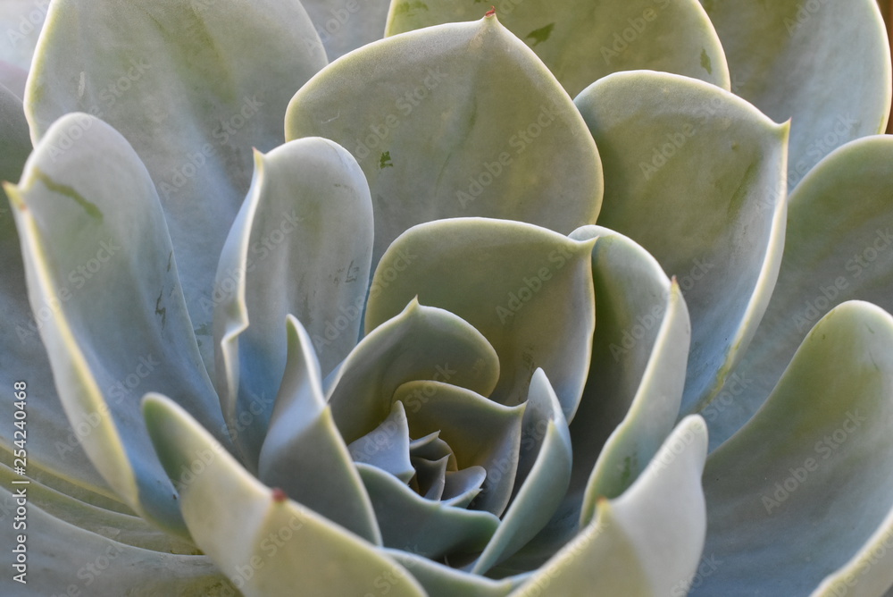 Plant In blossom on garden. Mexican snow ball, Mexican gem, white Mexican rose. Succulent plant in a desert garden. Scientific name: Echeveria elegant. Plant In blossom on garden. Mexican snow ball, Mexican gem, white Mexican rose. Succulent plant in a desert garden. Scientific name: Echeveria elegant.