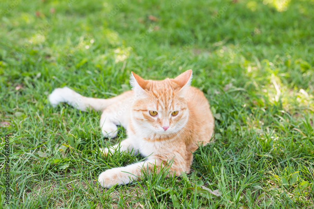 Cat relaxing on green grass in summer day