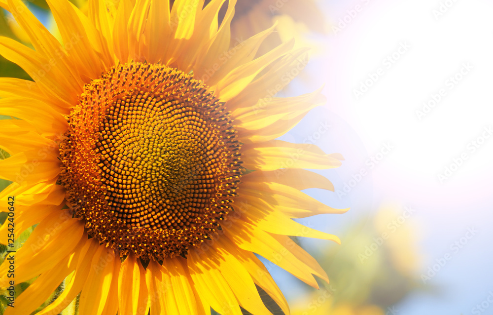 Naklejka premium sunflower close up