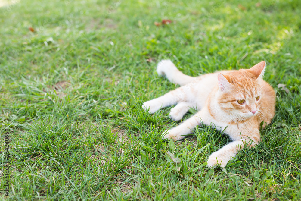 Cat relaxing on green grass in summer day, copy space