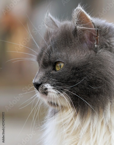 Cat portrait shot in spring.