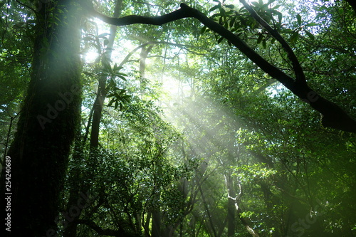 Eerie atmosphere created by sunshine and trees  Yakushima  Japan