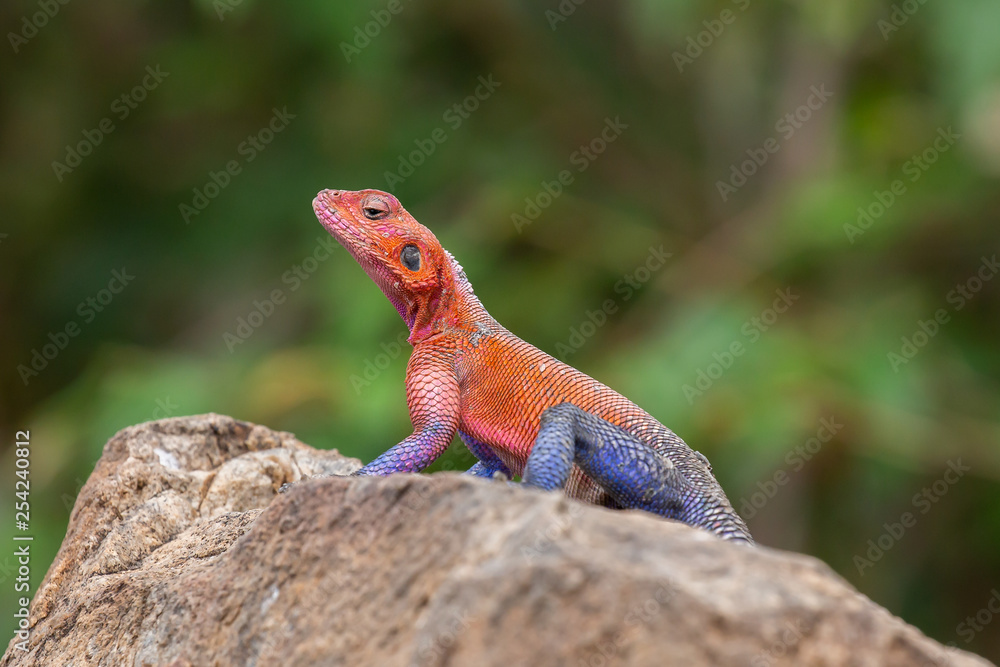 Rainbow agama close up (Agama agama), Masai Mara, Kenya Rainbow agama close up (Agama agama), Masai Mara, Kenya
