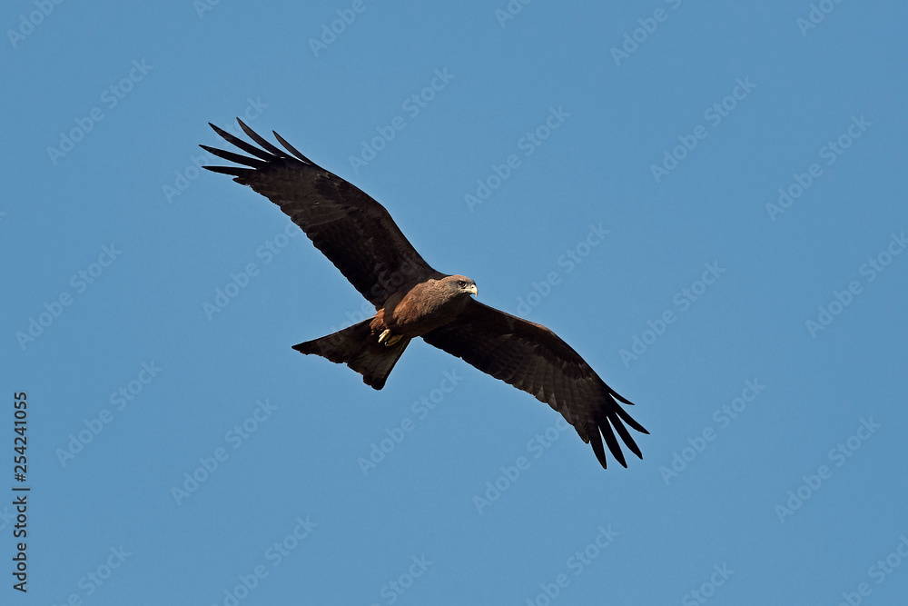 Yellow-billed kite (Milvus aegyptius) Yellow-billed kite (Milvus aegyptius)