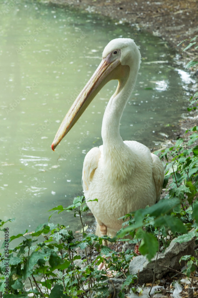 One pelican stands on the shore of the pond at the zoo. Green water in the pond. Close-up One pelican stands on the shore of the pond at the zoo. Green water in the pond. Close-up
