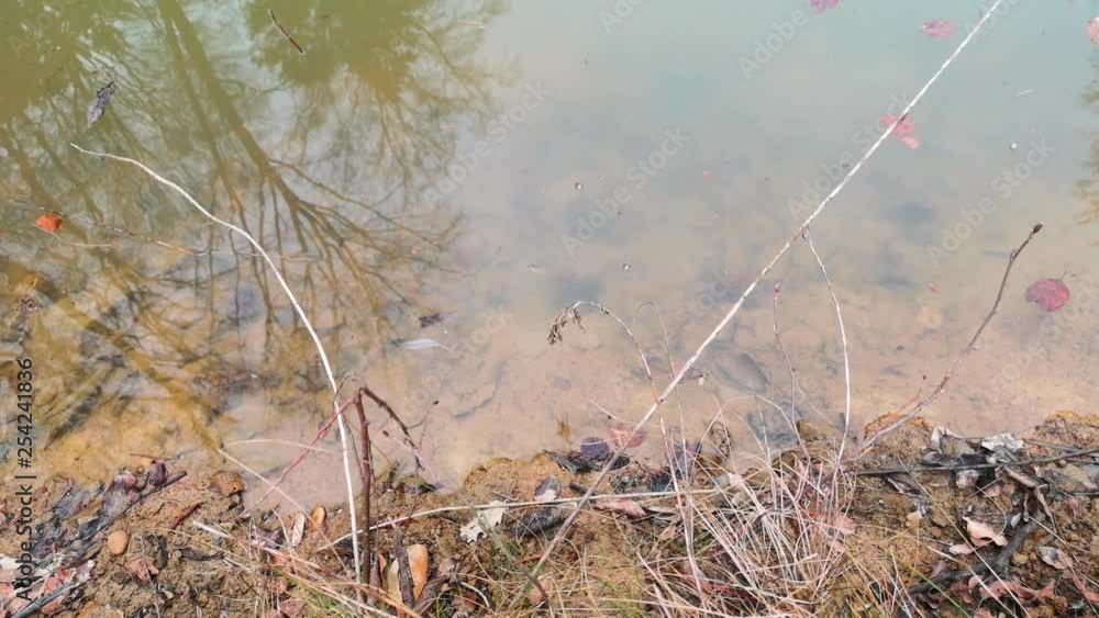 a frog is swimming in a pond in the woods and lift his head at the end, you see the reflection of the trees in the water a frog is swimming in a pond in the woods and lift his head at the end, you see the reflection of the trees in the water