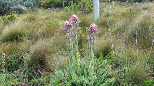 Rare plants on Sirimon route to Point Lenana Mt Kenya UNESCO Heritage Site photo