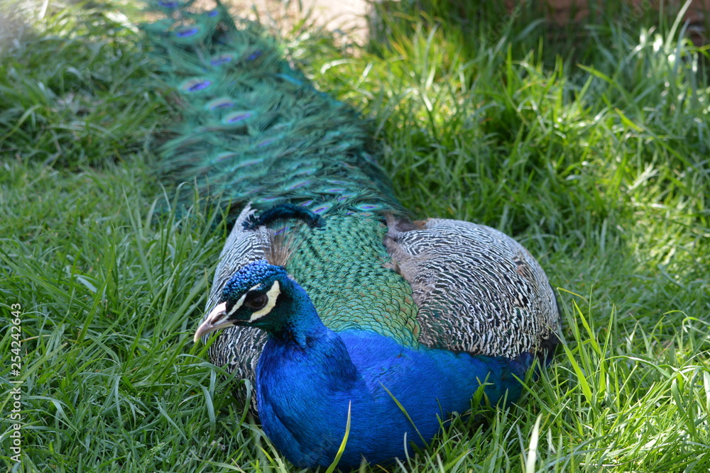 Fototapeta premium peacock in the park