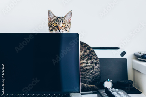 Young domestic cat distracting from work sitting behind the laptop