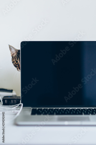 Young domestic cat peeping out from behind the laptop