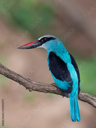 Blue-breasted kingfisher (Halcyon malimbica)