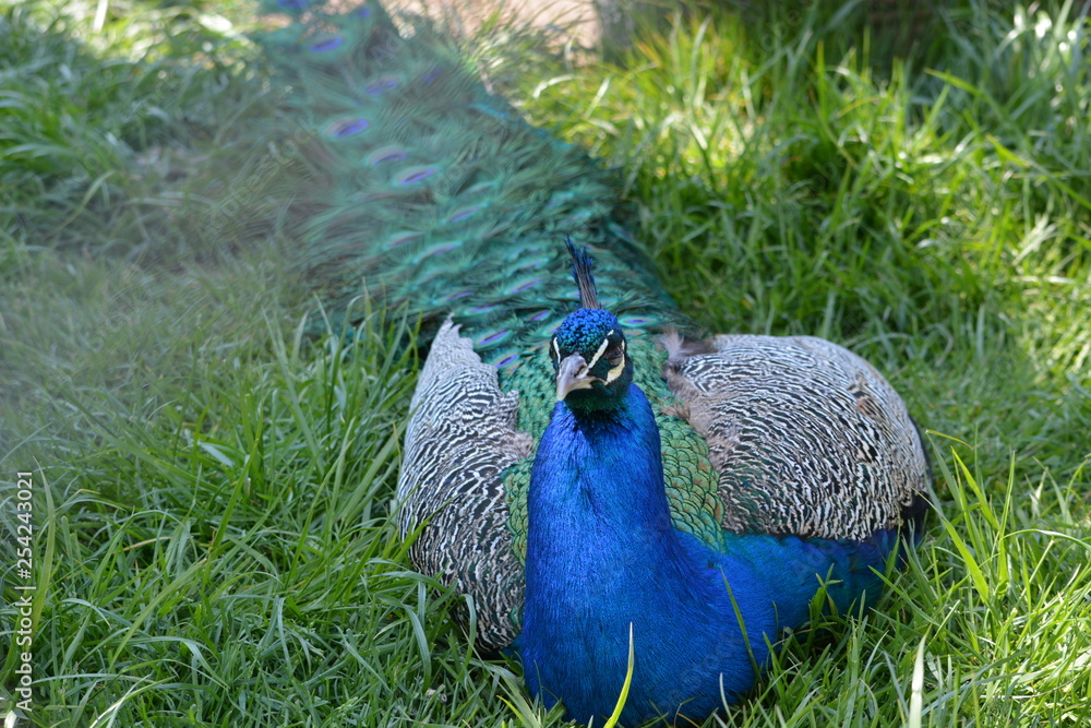 Obraz premium peacock