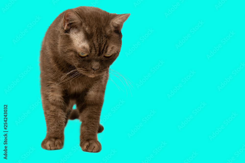 Portrait of British Shorthair Cat, on an isolated blue background