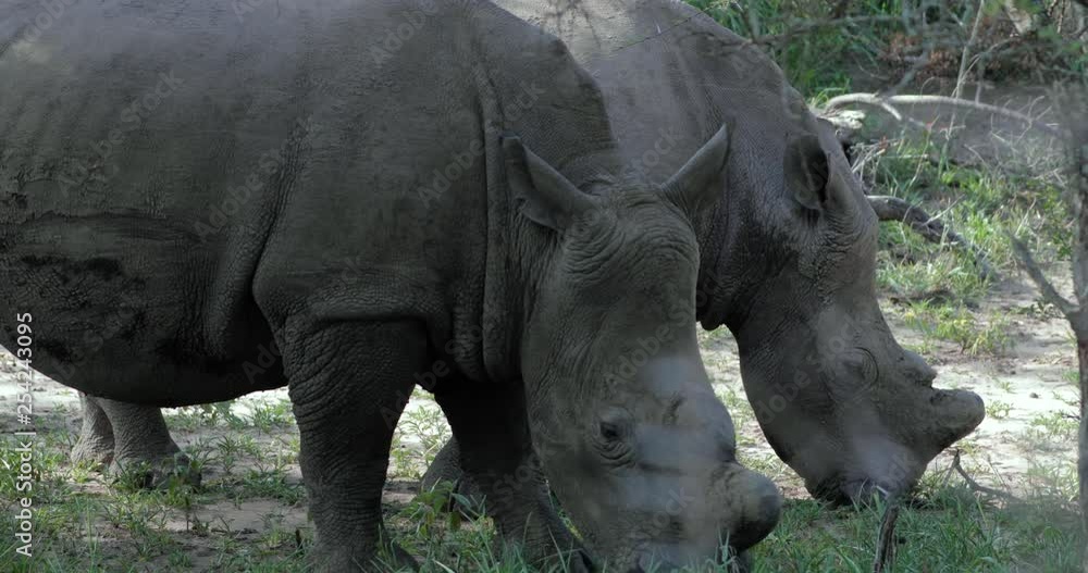 rhinoceros in kruger park in south africa rhinoceros in kruger park in south africa