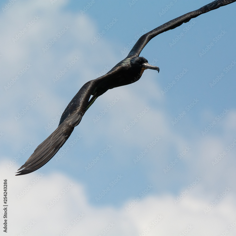 Looking in the direction it is turning a Magnificent Frigatebird clears it flight path Looking in the direction it is turning a Magnificent Frigatebird clears it flight path
