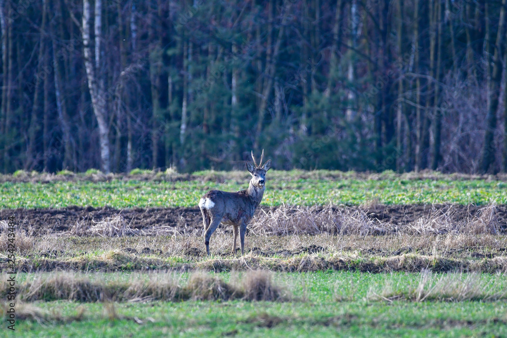 Naklejka premium roe deer buck in the forest