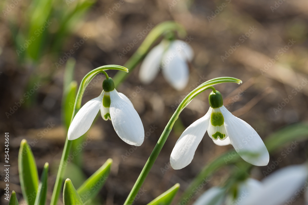 Snowdrop spring flowers in macro shot. The first signs of spring awakening. Snowdrop spring flowers in macro shot. The first signs of spring awakening.