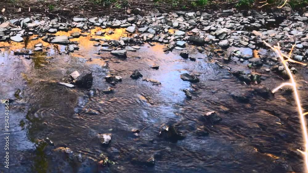 water stream with pebbles in the forest water stream with pebbles in the forest