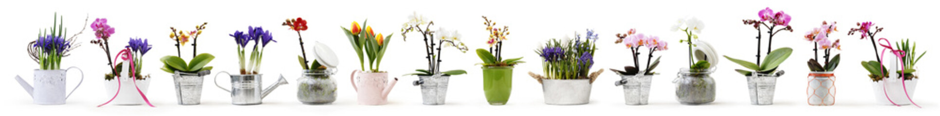 flowers in pots set isolated on white background, web banner with copy space for florist shop concept