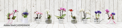 flowers in pots set isolated on white wood background, web banner with copy space for florist shop concept