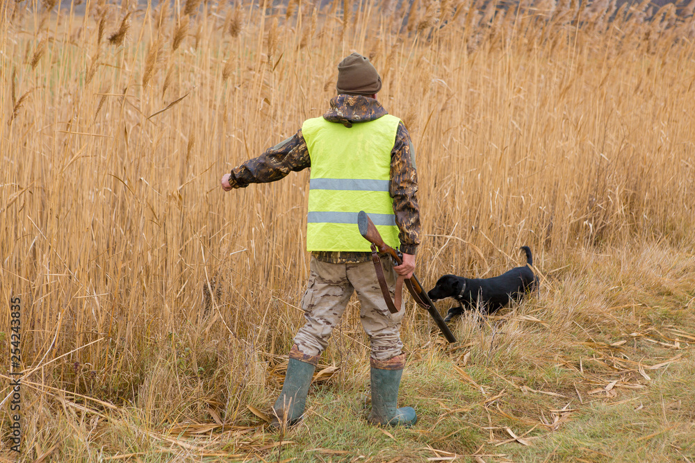 Hunters with a german drathaar and spaniel, pigeon hunting with dogs in reflective vests Hunters with a german drathaar and spaniel, pigeon hunting with dogs in reflective vests