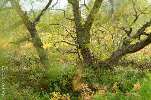 Birke (Betula) im Wind, Island