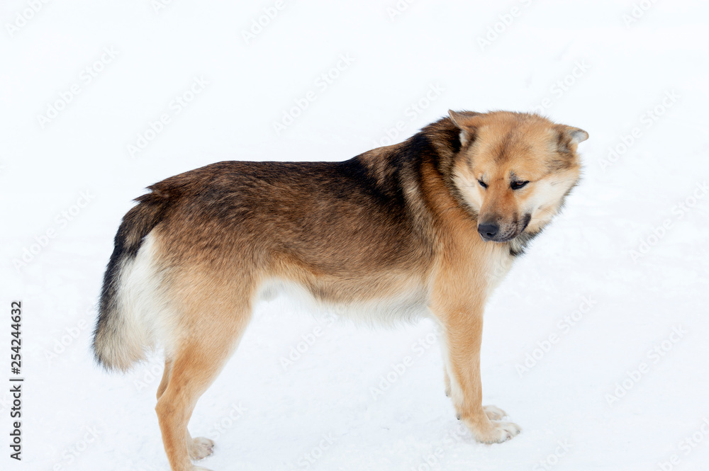 Outbred brown dog on the snow outside
