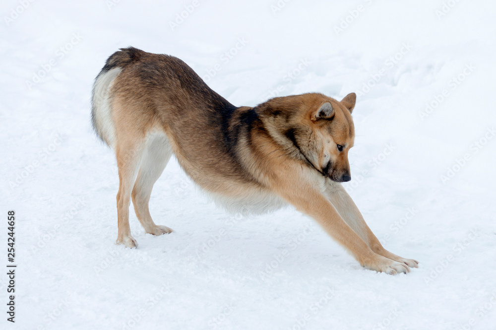 Outbred brown dog on the snow outside