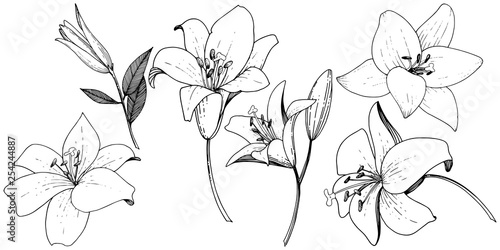 Vector Lily floral botanical flower. Black and white engraved ink art. Isolated lilies illustration element.