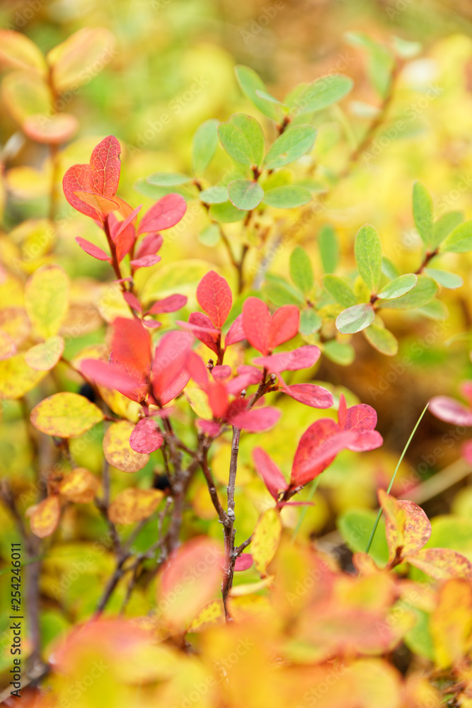 Herbstfarben in Island Herbstfarben in Island