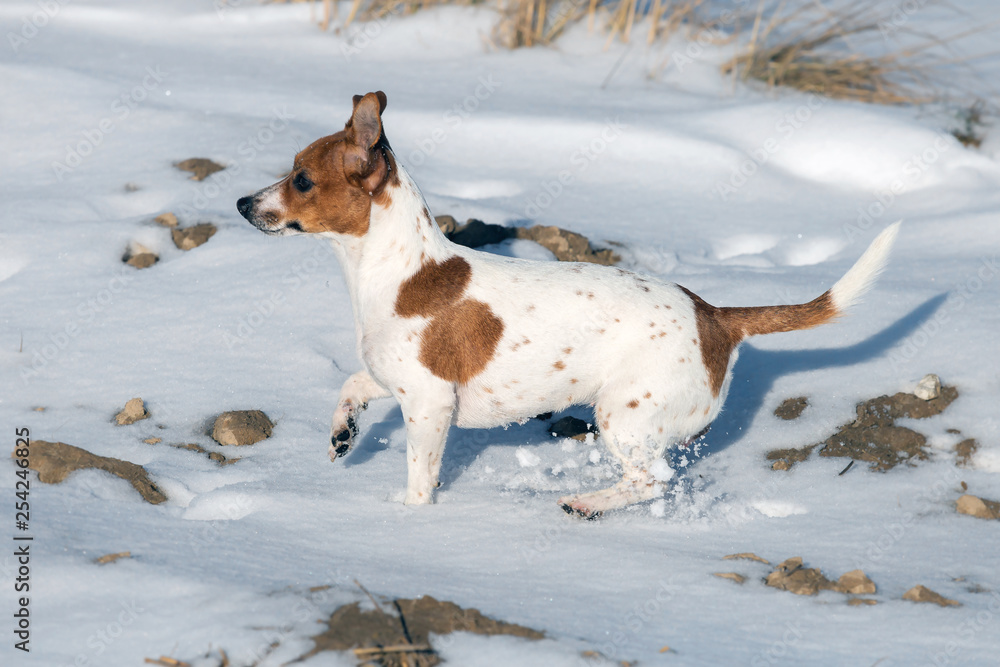 Young Jack Russell Terrier on a snow.