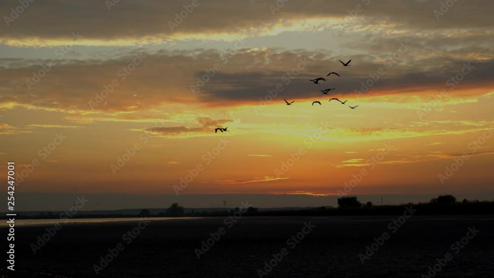 Cranes migration in Hungary, Central-Europe Cranes migration in Hungary, Central-Europe