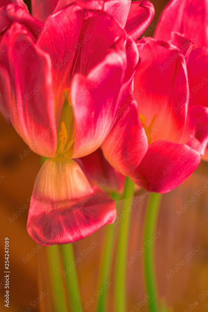 Fototapeta premium bouquet of tulips flowers is on the table