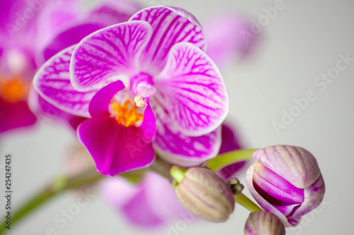 Pink-rosa-farbene Orchidee in voller Blütenpracht und mit sich öffnenden Blütenknospen