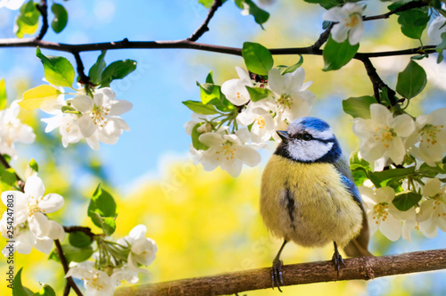 spring natural background with little cute bird tit sitting in may garden on a branch of flowering Apple tree with white fragrant buds photo