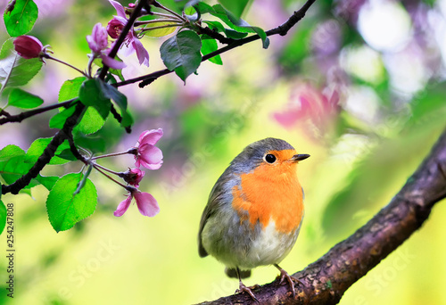 spring natural background with a little cute songbird Robin sitting in the may garden on a branch of a flowering Apple tree with pink bright fragrant buds
