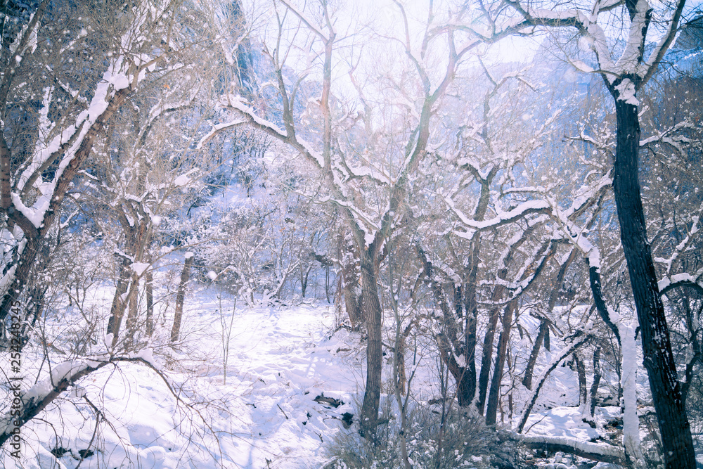 Whimsical Winter Forest Zion National Park Whimsical Winter Forest Zion National Park