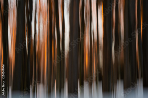 abstract winter forest at sunset - wiping effect - long exposure time