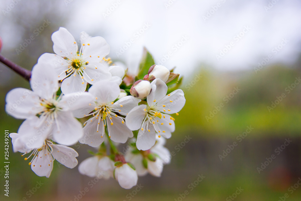 Spring flowers and Background with bokeh