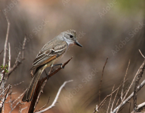 A Ash-throated Flycatcher (Myiarchus cinerascens) shot in a tree in Canyonlands National Park, Utah.