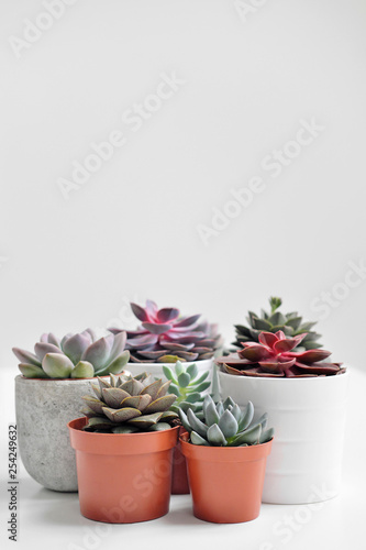 Green plants in cement concrete and white pots, colored succulents, stand on white table and shelf. The concept of florist and flower shop.