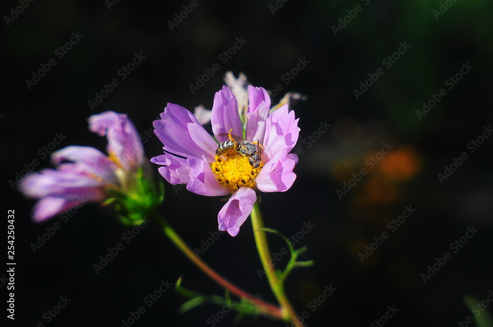 bee on flower bee on flower