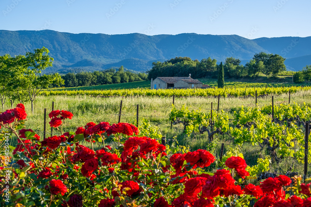 Paysage de Provence au printemps: les vignobles, les rosiers rouge, montagne Luberon en arrière plan.