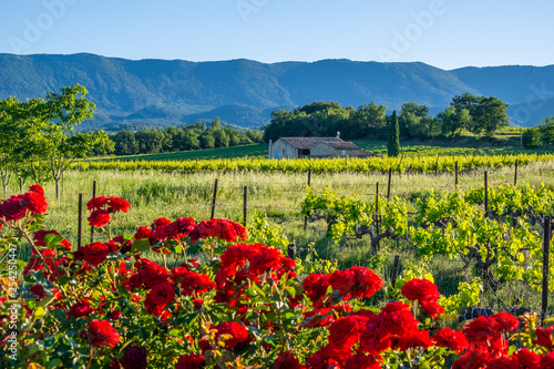 Obraz na płótnie Paysage de Provence au printemps: les vignobles, les rosiers rouge, montagne Luberon en arrière plan. w salonie