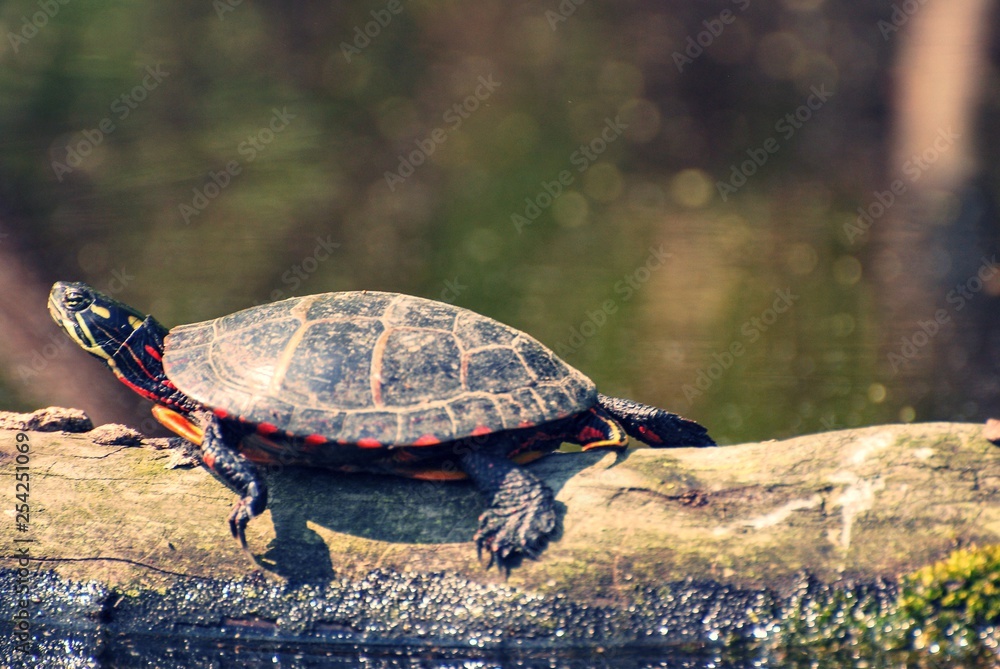 Obraz premium Turtle on a fallen tree log