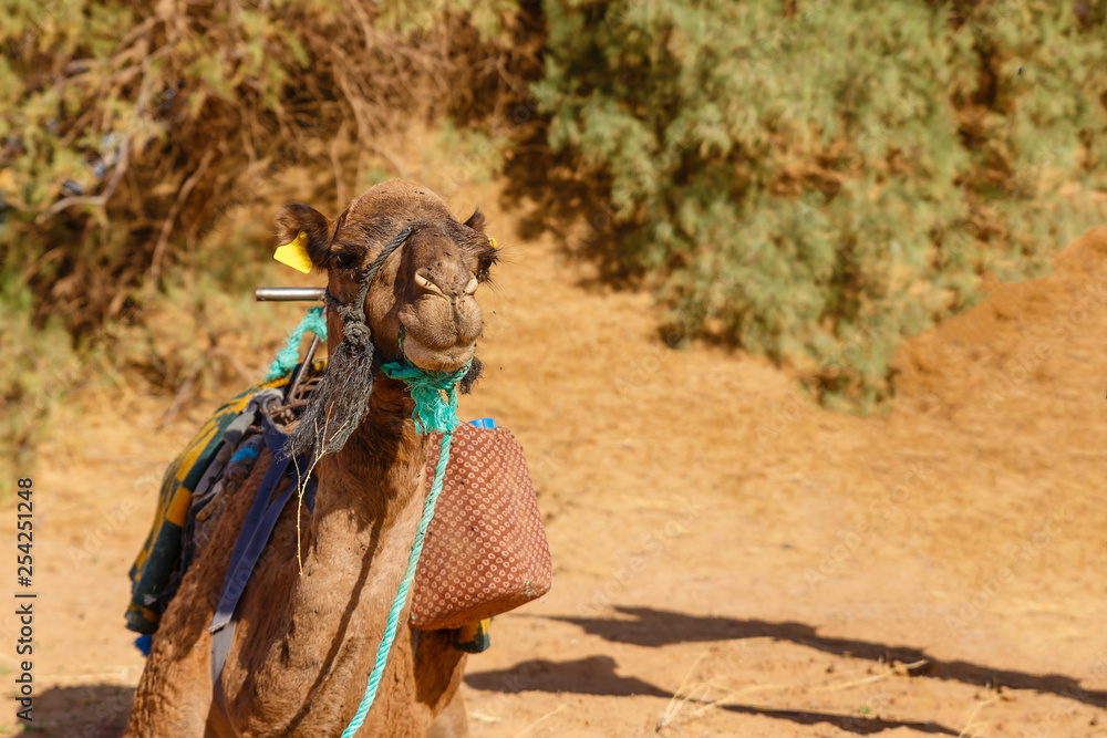 Obraz premium camel lies on the sand in the Sahara Desert, Morocco