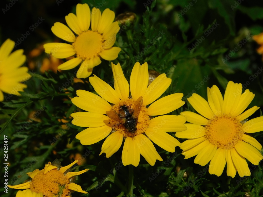 Obraz premium A tachinid fly on a wild yellow, marguerite daisy or argyranthemum frutescens, in Attica, Greece