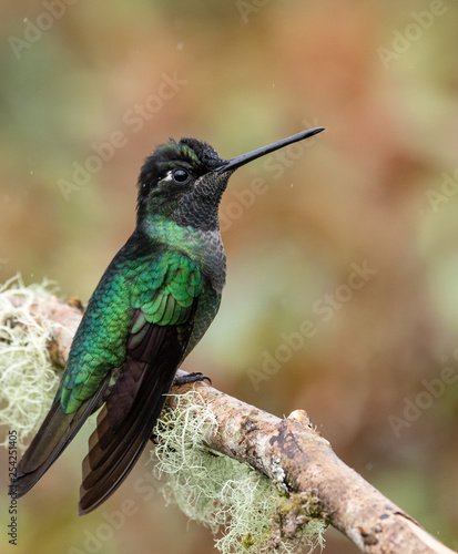  Hummingbird in Costa Rica